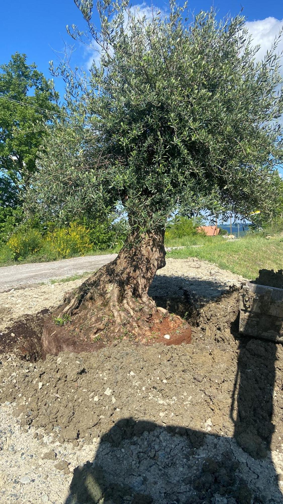 Agriturismo Cergallina Vernasca Buitenkant foto